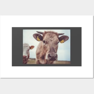 Inquisitive Calf Posters and Art